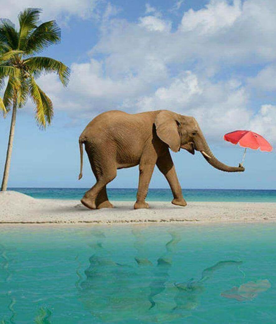 Elephant Beach